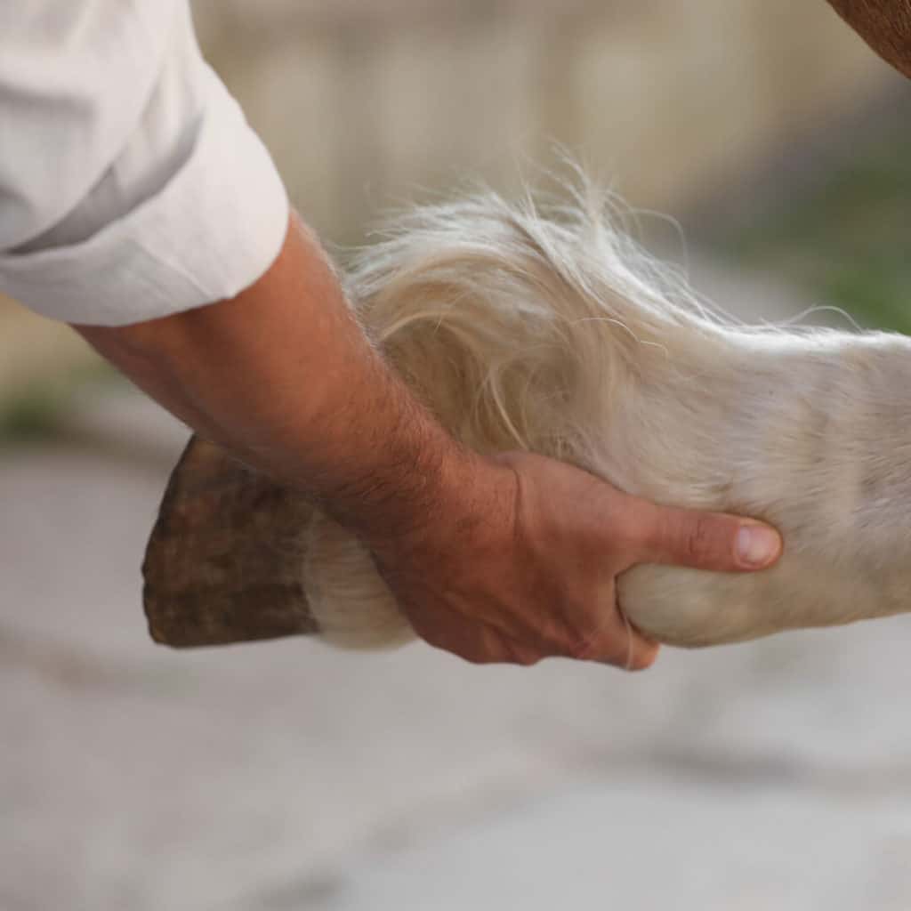 Sabot d'un cheval