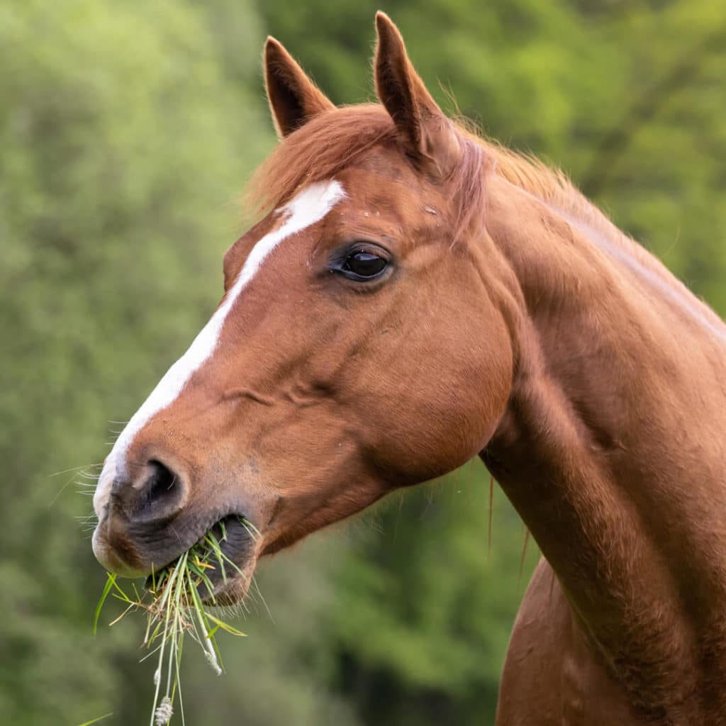 Cheval qui mange de l'herbe