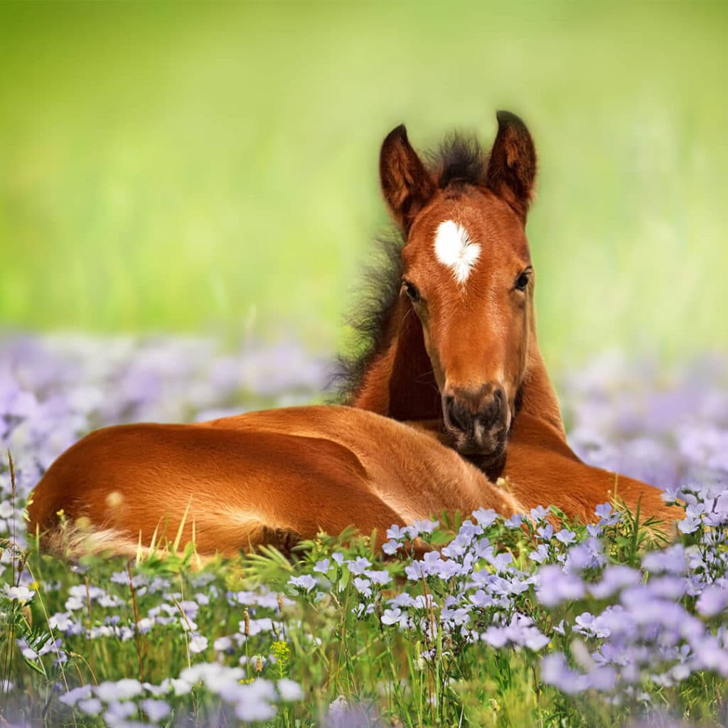 Poney dans un champ de fleurs violette