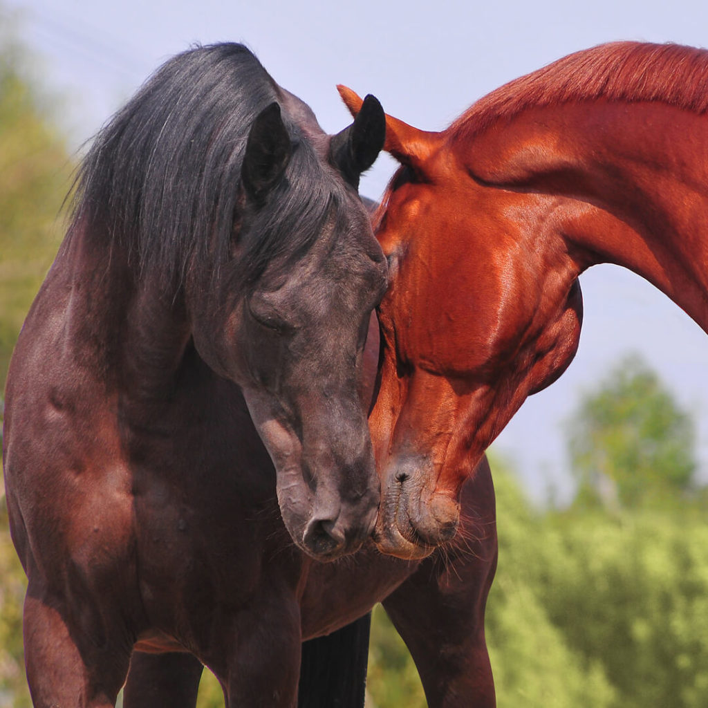 Cheveux qui se font un câlin