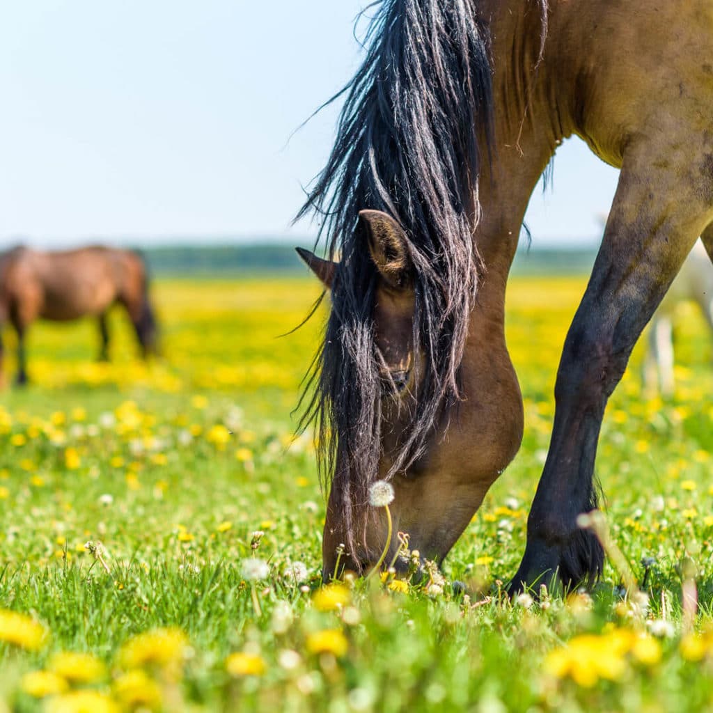 Cheval qui mange de l'herbe dans un près