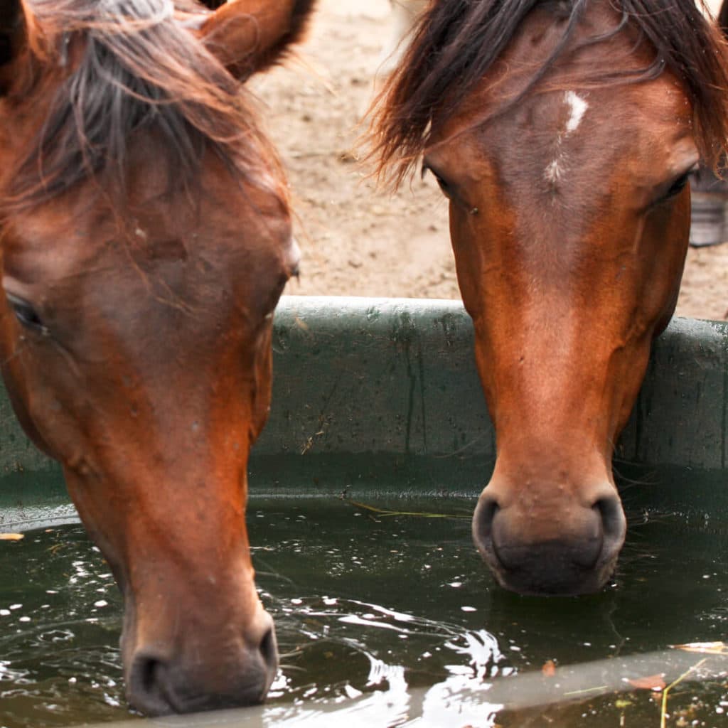 Chevaux qui boivent