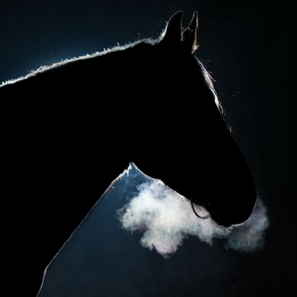 Respiratoire du cheval dans le froid