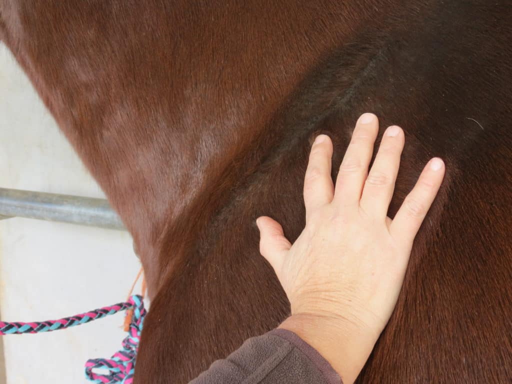 Main sur un cheval