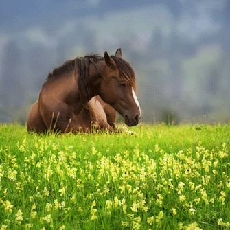 besoin cheval allergie